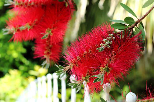 Branch of plant Callistemon with red bottlebrush flowers close-up. Branch of plant Callistemon with red bottlebrush flowers close-up. red flower trees callistemon citrinus stock pictures, royalty-free photos & images