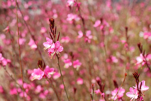Pink flower Gaura Lindheimeri on the field close- up, selektive fokus.