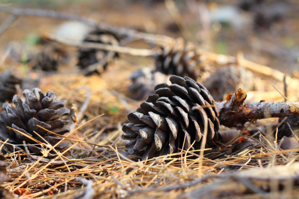 istock Pine cones lying among the dry yellow pine needles. 1214195183