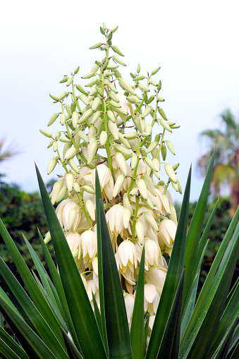 Cây Yucca Ra Hoa Hình ảnh Sẵn có - Tải xuống Hình ảnh Ngay bây giờ - Bầu trời, Cánh hoa, Cây - iStock Cây Yucca Ra Hoa Hình ảnh Sẵn có - Tải xuống Hình ảnh Ngay bây giờ - Bầu trời, Cánh hoa, Cây - iStock