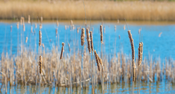 Reed along the edge of a lake in a natural park below a blue cloudy sky in sunlight in spring, Oostvaardersplassen, Almere, Flevoland, The Netherlands, March 21, 2020