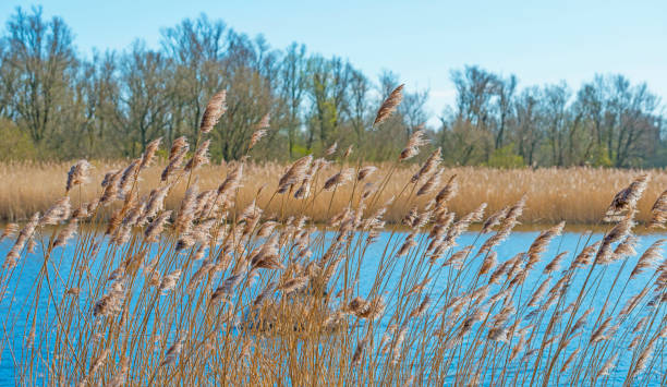 reed ao longo da borda de um lago em um parque natural abaixo de um céu azul nublado à luz do sol na primavera - 3097 - fotografias e filmes do acervo