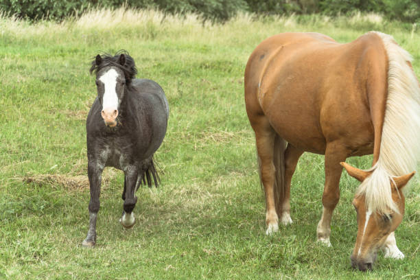 istock Foal Running Towards Mother 1214197301