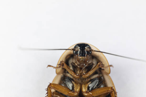 Study of the structure of Blaptica dubia, Dubia roach, also known as the orange-spotted roach in the laboratory.