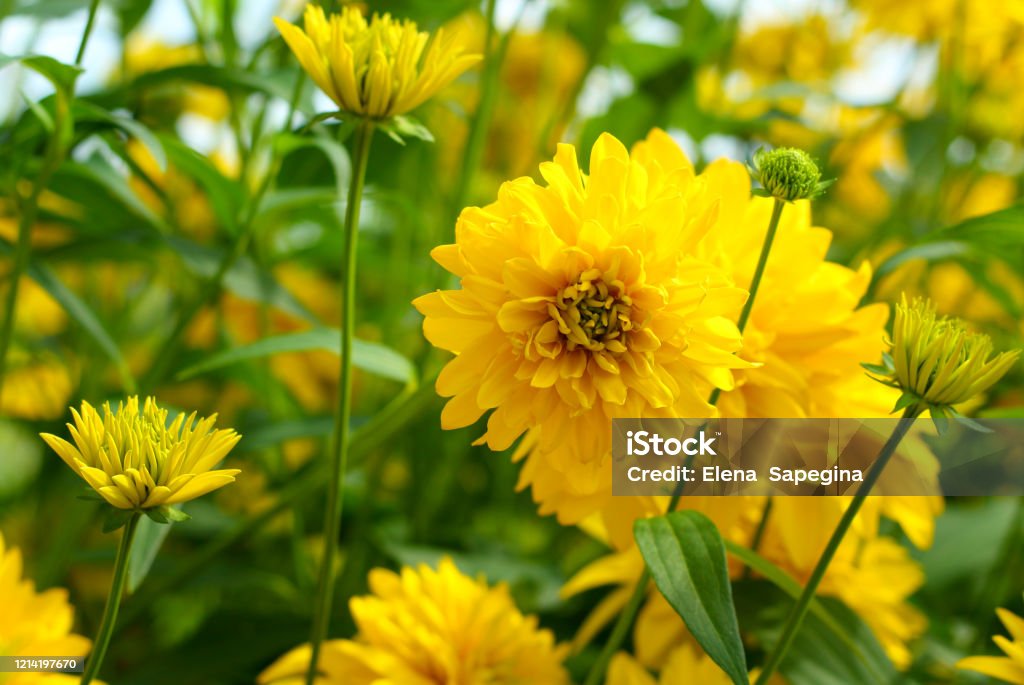 Blüten rudbeckia laciniata (goldene Kugel) mit Blättern, selektiver Fokus. - Lizenzfrei Baumblüte Stock-Foto