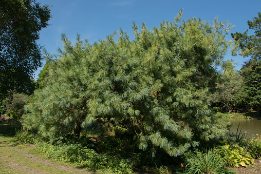 Pinus wallichiana is an Evergreen Coniferous Tree and Native to Himalaya