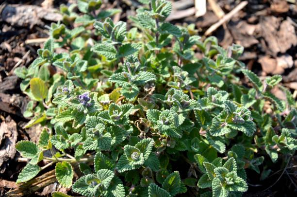 Nepeta faassenii early spring begins to bloom, but rather acts with its gray aromatic leaves that love cats aromatic, faassenii, nepeta, green, plant, nature, leaf, leaves, garden, grass, spring, food, natural, flower, texture, fresh, growth, flora, summer, foliage, plants, clover, grow, herb, vegetable, early, cat, cats, love, blue, flowers, gray nepeta faassenii stock pictures, royalty-free photos & images