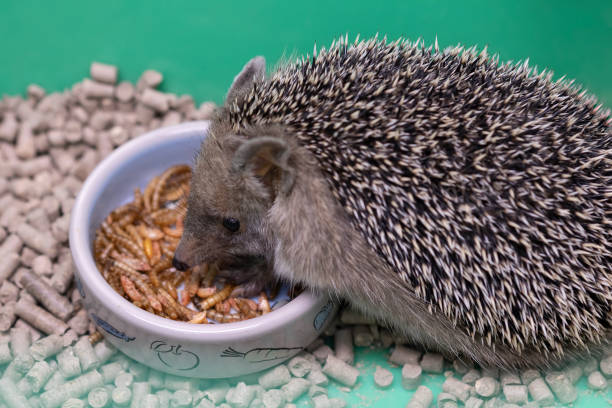 Decorative hedgehog eats dry food from bowl. Dwarf hedgehog at home . Nutrition and breeding hedgehogs at home Decorative hedgehog eats dry food from bowl. Dwarf hedgehog at home . Nutrition and breeding hedgehogs at home. porcupine hedgehog rodent animal stock pictures, royalty-free photos & images