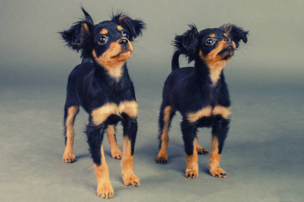 Two cute puppies Russian toy terrier on a gray background. Two cute puppies Russian toy terrier on a gray background. - Image russkiy toy stock pictures, royalty-free photos & images