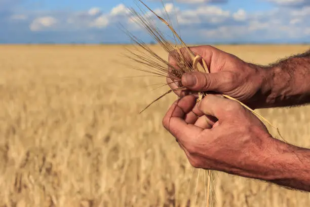 Photo of The hands of a farmer holding close to him some ears of wheat in a wheat field. Concept of agriculture.