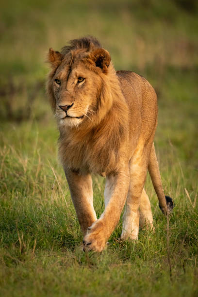 istock Male lion walks across grass in savannah 1214199655