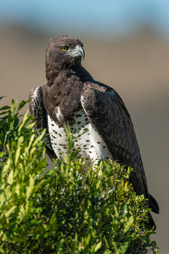 Martial eagle in leafy bush looking right
