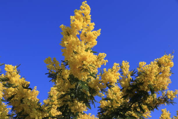 istock Yellow Mimosa - Acacia Dealbata 1214199836