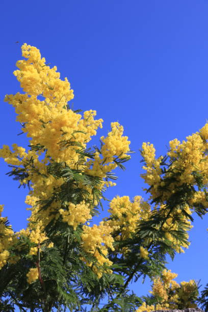 istock Yellow Mimosa - Acacia Dealbata 1214199837