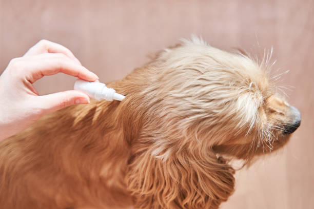 istock The dog is dripped on the withers with a parasite remedy 1214200072