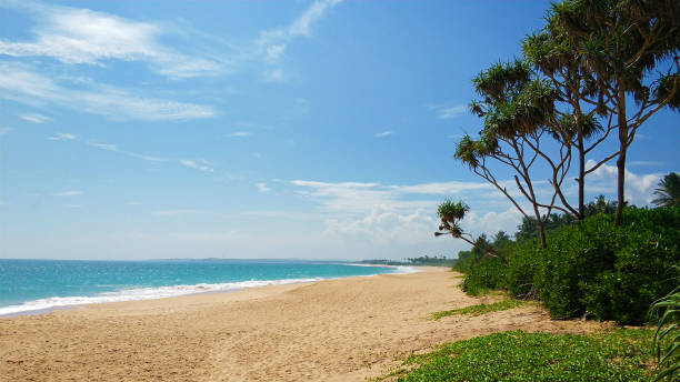 istock Sandy deserted paradise beach with palm trees on the ocean 1214201219