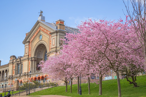 London, UK - March 16, 2020 - Springtime, cherry blossoms at Alexandra Palace