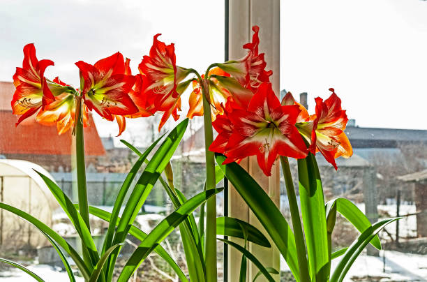 istock beautiful large red Amaryllis flowers 1214201364