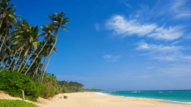 istock Sandy deserted paradise beach with palm trees on the ocean 1214203283