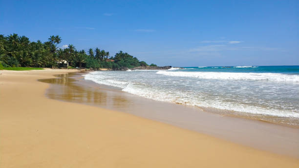 istock Sandy beach with palm trees by the ocean 1214203288