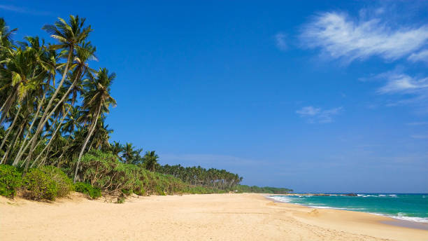 istock Sandy deserted paradise beach with palm trees on the ocean 1214203402