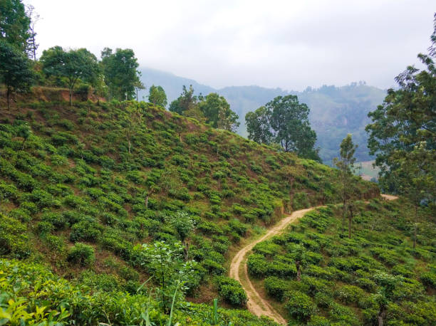 istock Well-trodden path on a green hill in the jungle 1214203414