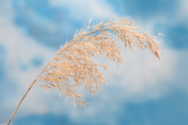istock Cattail or reed plant with sky in the background 1214203879