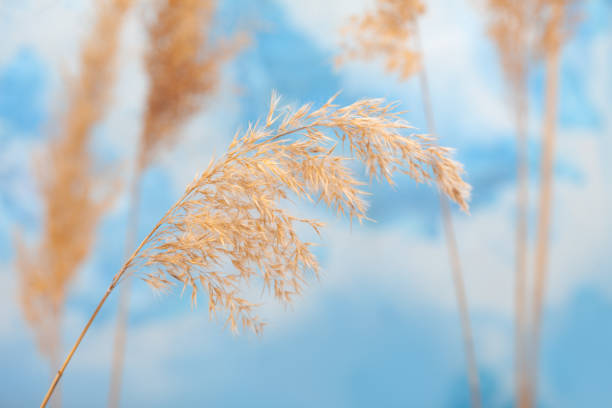 Cattail and reed plant with sky in the background. Wild grass in nature.
