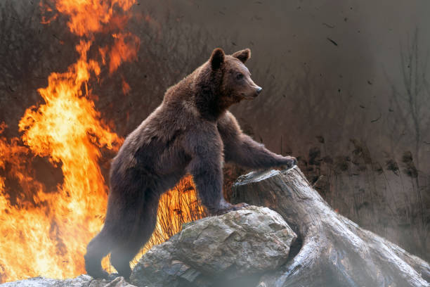 istock Bear on a background of burning forest 1214204036