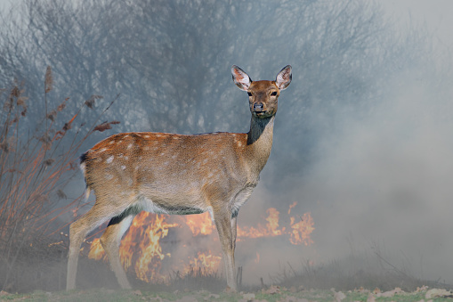 Deer on a background of burning forest. Wild animal in the midst of fire and smoke