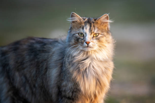 istock Fluffy cat with long fur sitting in a grass 1214204634