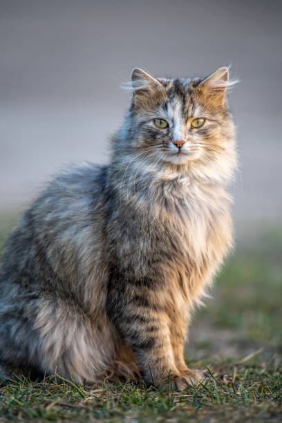 istock Fluffy cat with long fur sitting in a grass 1214204653