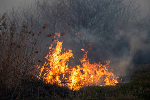 istock Wind blowing on a flaming grass during a wild fire 1214205212
