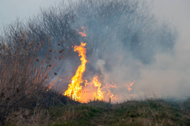 istock Wind blowing on a flaming grass during a wild fire 1214205214