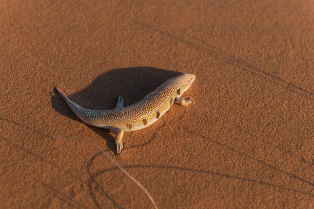 Desert sandfish (scincus, common skink) at the Erg Chebbi sand dunes in Morocco stock photo