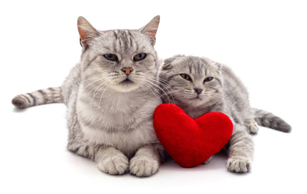 istock Cats and red heart. 1214205353