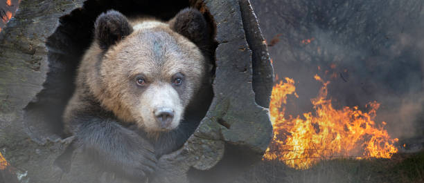 istock Bear on a background of burning forest 1214205422