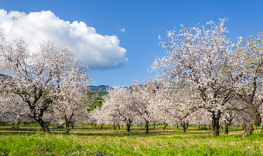 Almond trees blooming in orchard against blue, Spring sky. Datca, Mugla, Turkey