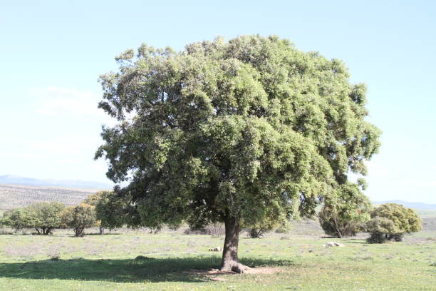 istock Oak tree centenaro in a field of spain 1214207978