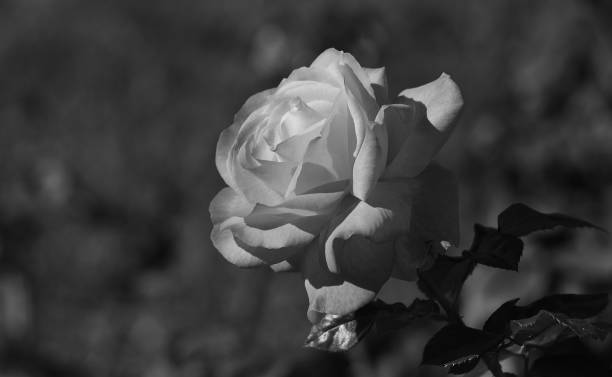 istock Beautiful rose in full splendor 1214208017