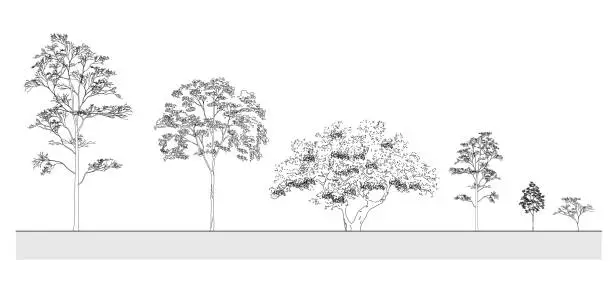 Vector illustration of Side view, set of graphics trees elements outline symbol for architecture and landscape design drawing. Vector illustration