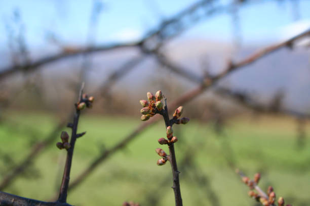 istock Common Hawthorn blossoms growing on branch 1214208406