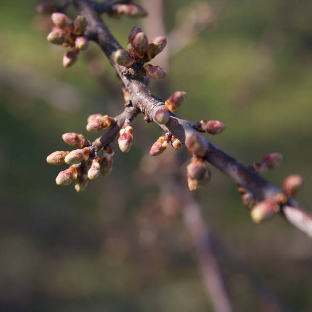 istock Common Hawthorn blossoms growing on branch 1214208474