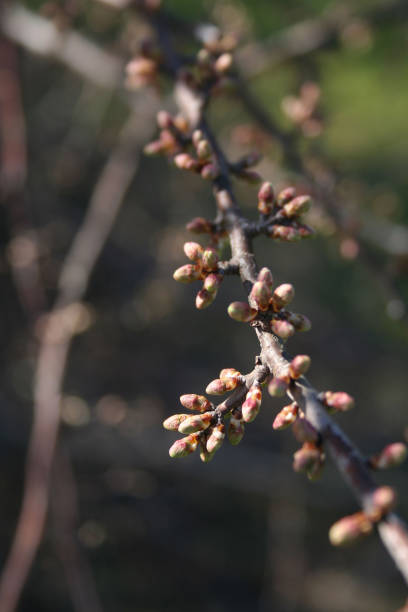 istock Common Hawthorn blossoms growing on branch 1214208487