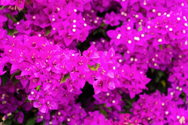 istock Violet bougainvillea flower. Bright saturated color a. 1214209791