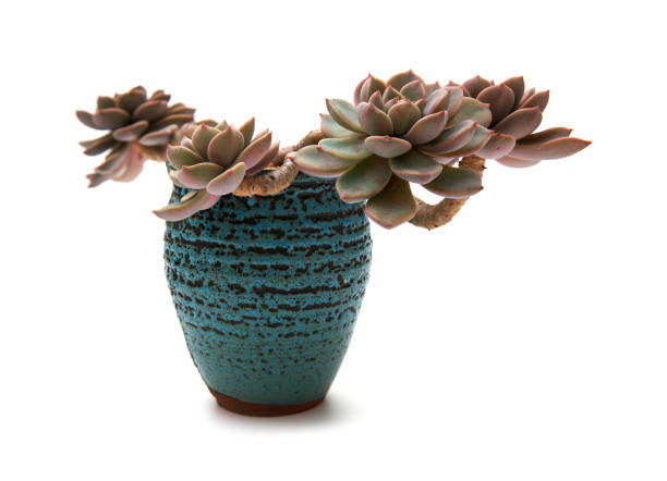 istock Succulent plant in the flower pot isolated on white background 1214209885
