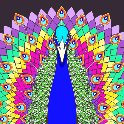 Ilustración de Pavo Real Con Cola Fluida Dibujo De Dibujos Animados  Colorido Vista Frontal Hermoso Pájaro Multicolor Con Gran Cola De Arco Iris  Abierta Con Plumas Brillantes De Pavo Real Aislado Sobre