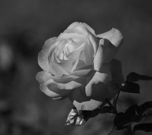 istock Beautiful rose in foreground 1214212650