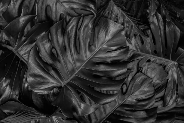 istock abstract green leaf texture, nature background, tropical leaf 1214212664