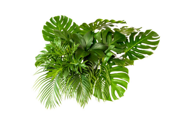 istock abstract green leaf texture, nature background, tropical leaf 1214212712